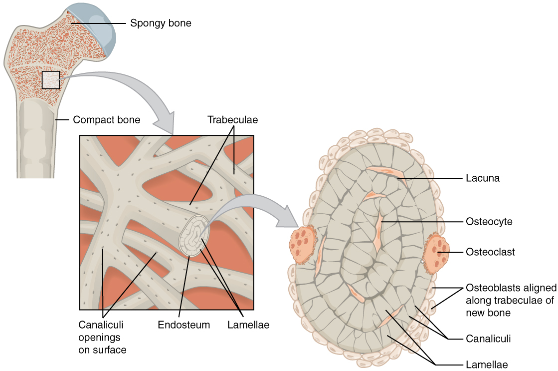 <ul><li><p>(singular = canaliculus) channels within the bone matrix that house one of an osteocyte’s many cytoplasmic extensions that is uses to communicate and receive nutrients and wastes to be removed from them</p></li><li><p>canaliculi connect with the canaliculi of other lacunae and eventually with the central canal</p></li></ul><p></p>