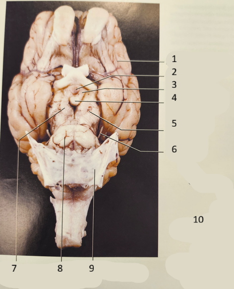 <p>SHEEP brain 5-7</p>