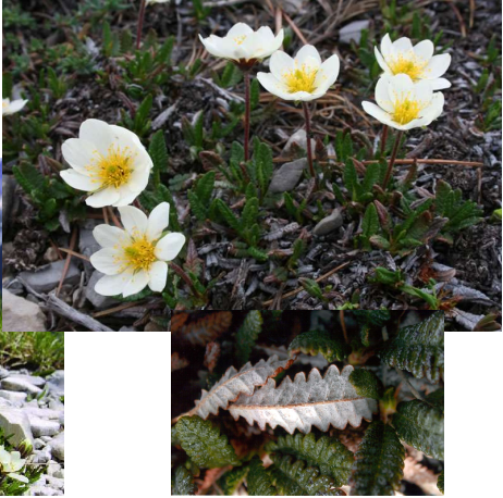 <p>- Leaves alternate, simple</p><p>- Flowers solitary on naked peduncle</p><p>- Leaf margins strongly wavy and curled down toward the underside of the leaf</p><p>- Petals white, eight</p><p>- Alpine plant</p>