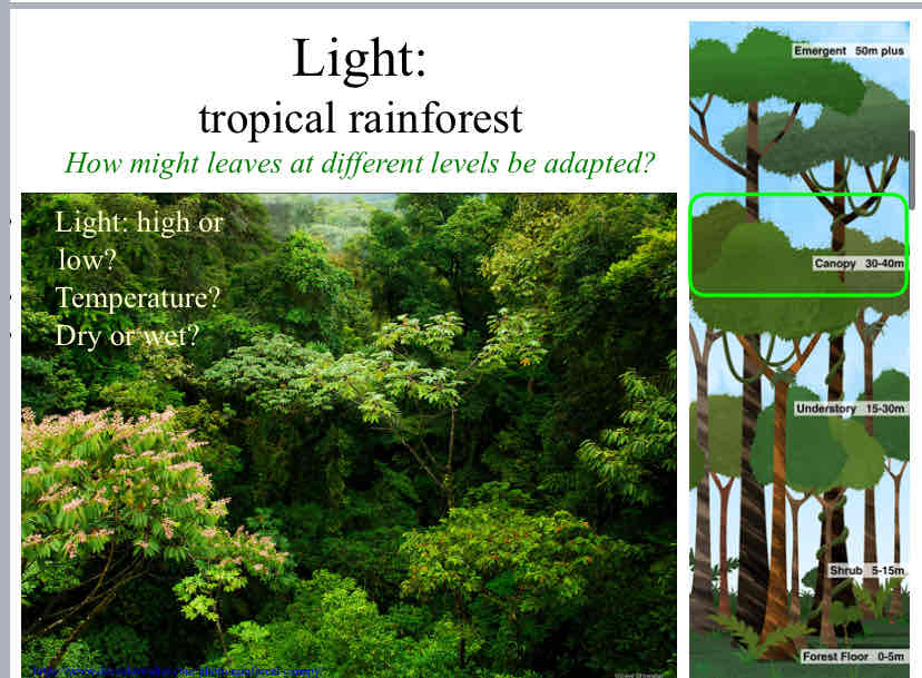 <p>Leaf Adaptations (Canopy)</p>