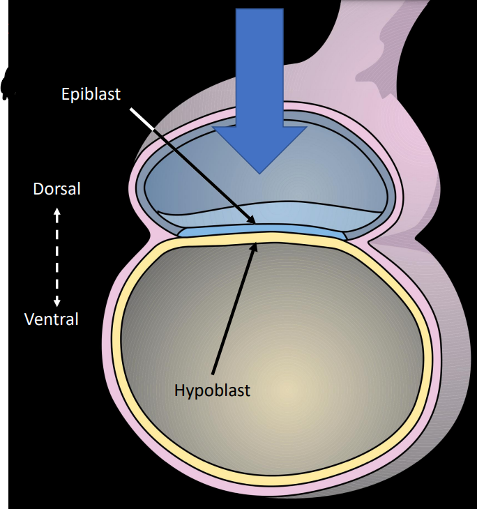 <p>The bilaminar embryonic disc is a flat structure formed during early embryonic development, consisting of two layers: the epiblast and the hypoblast. It gives rise to the three germ layers.</p>
