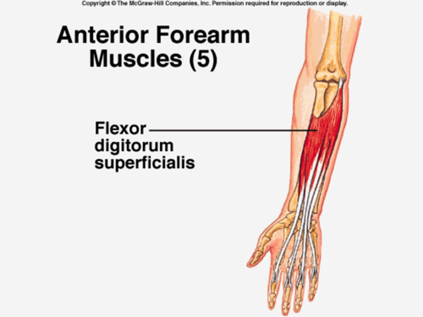 <p>Origin medial epicondyle of the humerus (common flexor tendon) as well as parts of the radius and ulna.</p><p>Insertion anterior margins on the bases of the middle phalanges of the four fingers</p><p>Nerve median nerve</p><p>Actions flexor of fingers (primarily at proximal interphalangeal joints)</p><p>Antagonist Extensor digitorum muscle</p>