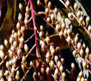<p><span>Terminally borne raceme with white urn shaped flowers which turn into brown seed capsules.</span></p>