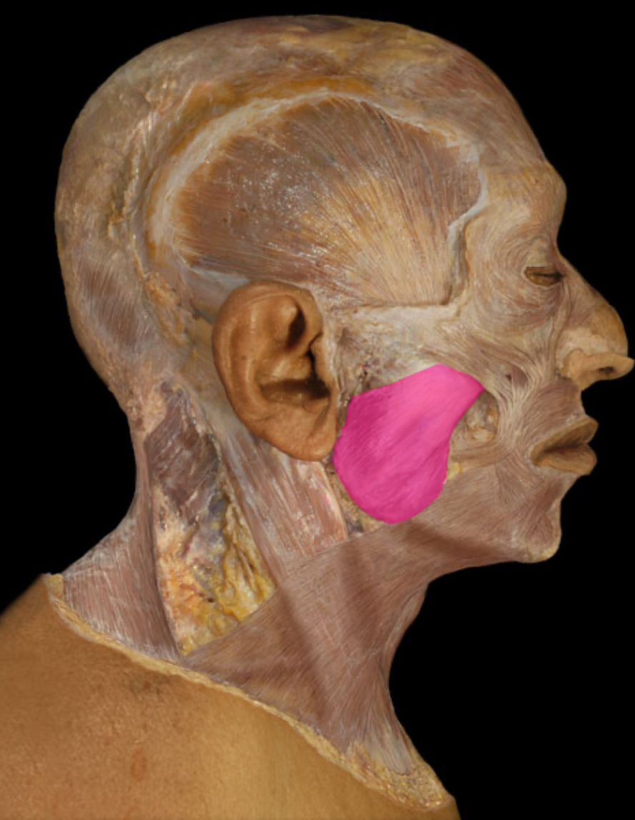 <p>Masseter</p>
