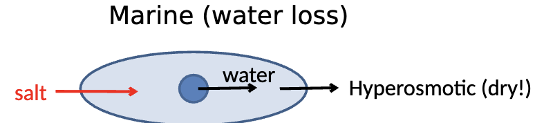 <p>Marine environments are hyperosmotic (dry), lose water and gain salt from the environment</p>