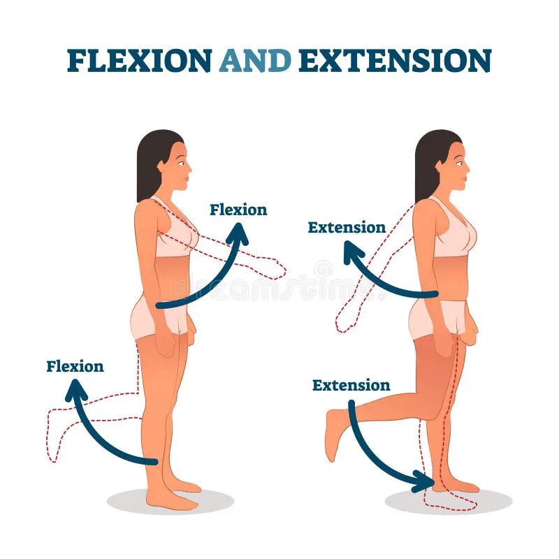<p>flexion</p>