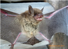 <p>largest myotis. “wooly”; not migratory; Central-south KS</p>