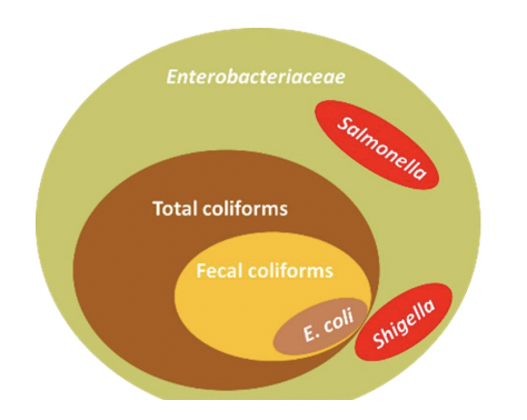 <p>Enterobacteriaceae vs. Total vs. Fecal vs. <em>E. coli</em></p>