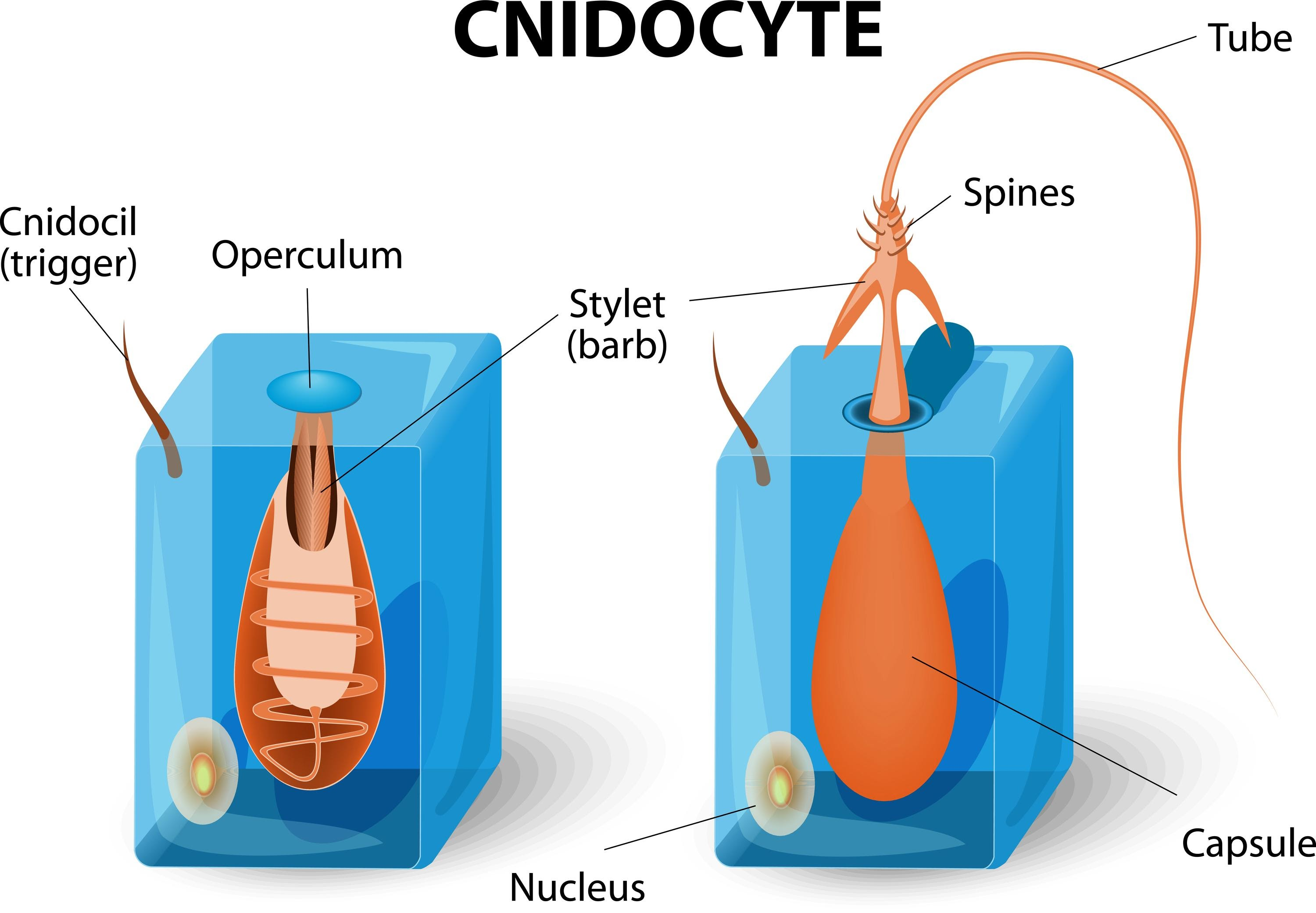 <p>Cnidocytes </p>