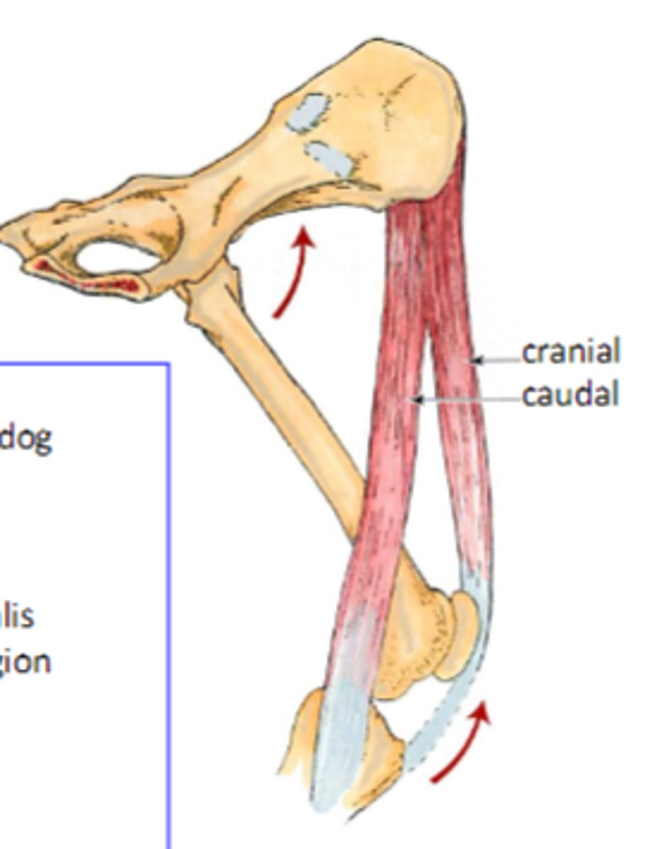 <p>Origin of sartorius:</p>