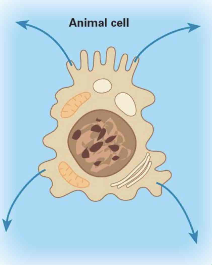 <ul><li><p>means <mark data-color="purple">higher conc</mark></p></li></ul><p></p><ul><li><p>a hypertonic solution has a <mark data-color="purple">higher conc</mark> of solutes compared to inside cell</p></li></ul><p></p><ul><li><p>net movement of water would be <mark data-color="purple">out</mark> of cell</p></li></ul>