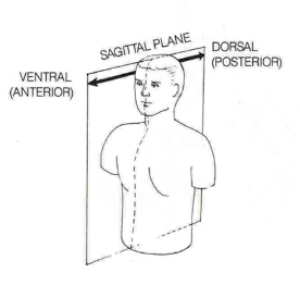 <p>aka medial view, vertical cut into right and left half</p>