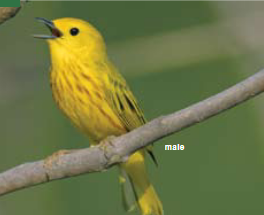 <p><span><span>Dendroica petechia </span></span></p>
