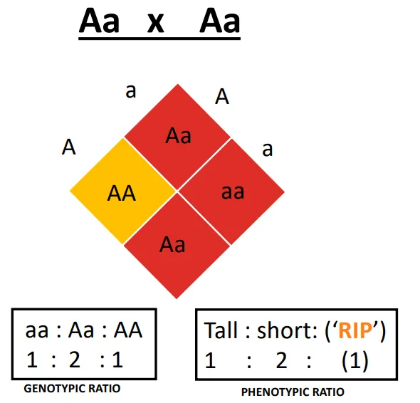 <ul><li><p>2/3 affected (dwarfism)</p></li><li><p>1/3 normal height</p></li></ul><p></p>