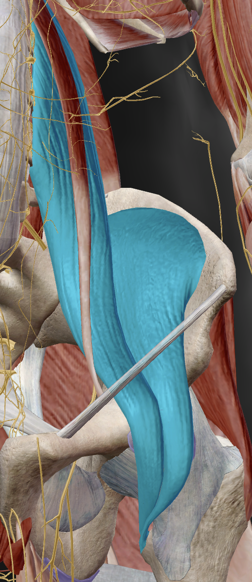 <ul><li><p>illacus and psoas</p></li></ul><p></p>