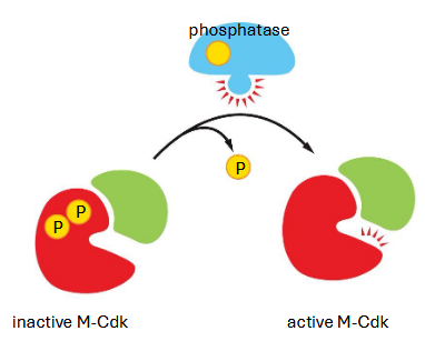 <p>phosphatase removes phosphates — activating m-cdk (active after G2 complete)</p><p>positive feedback — active m-cdk activates more phosphatase</p>