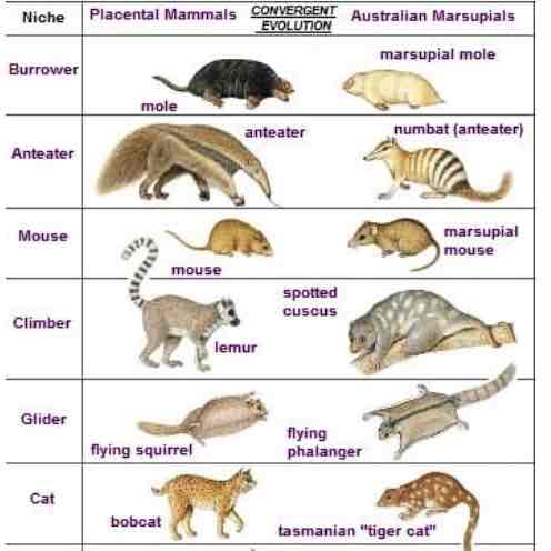 <p>Convergent Evolution</p>