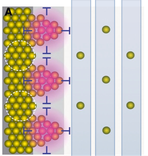 <ul><li><p>Platzierung der R8 Zelle/Cluster entscheidend</p></li><li><p>die Intermediären Kluster der nächsten Reihe bilden sich an den Stellen der niedrigsten Inhibitorkonzentration</p></li><li><p>Scabrous (Sca) ist einer von mehreren sekretierten inhibitorischen Faktoren; bei Ausfall → kein konkretes Muster</p></li></ul>