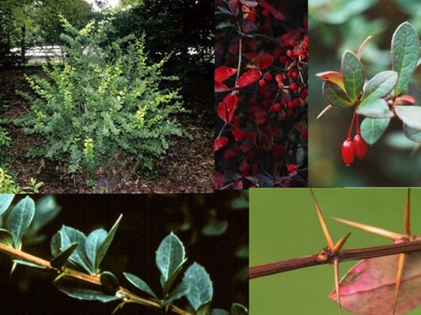 <p>Common barberry</p>