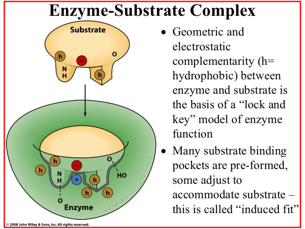 <p>Geometric and electrostatic complementarity (h=hydrophobic) between enzyme and substrate is…</p>