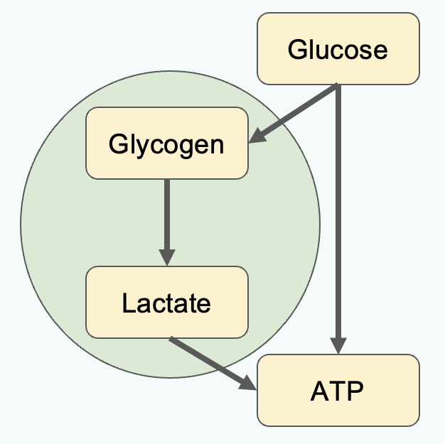 <p>Acts as a glycogen store when excess glucose in blood. Metabolise glycogen + supply lactate. Endfeet can loop around BVs to take up glucose. Detect if glucose concentration of a neutron is low. </p>