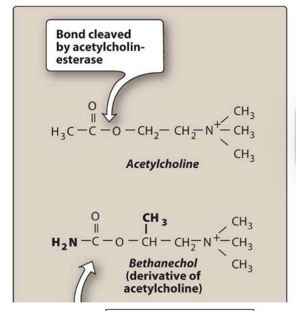<ul><li><p>Carbamoyl ester, structurally related to ACh</p></li><li><p>Not hydrolyzed by acetylcholinesterase (AChE), but inactivated  through by other esterases</p></li><li><p>No nicotinic action but strong muscarinic activity</p></li><li><p>Acts mainly on smooth musclature (bladder + GI tract)</p></li><li><p>Duration of action ≈ 1 hour</p></li></ul><p></p>
