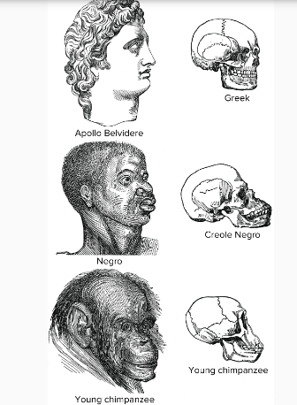 <p>social ideology developed from Charles Darwin’s <em>origin of the species</em> which asserted that white Europeans were inherently superior to those of other races because they had reached a higher form of evolution</p>