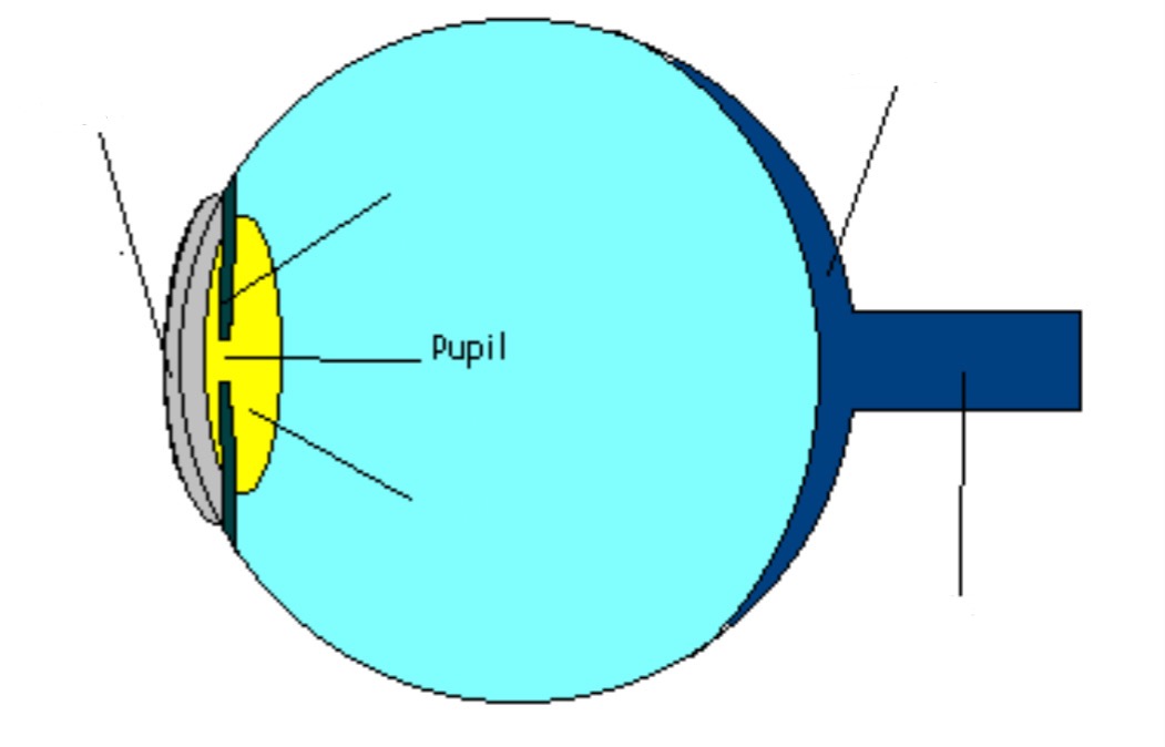 <p>Part of eye; opening in eye (lets light in)</p>