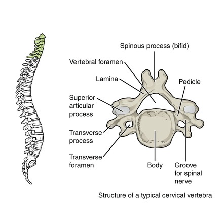 <p>cervical bones </p>