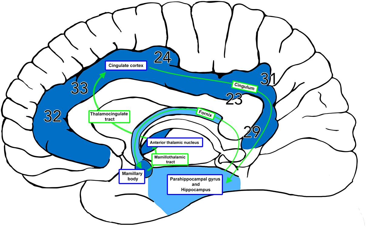 <p>Parahippocampal gyrus - hippocampal formation - fornix - mamillary bodies - mammillothalamic tract - anterior thalamic nuclei - cingulate gyrus - cortex/hippocampus </p>