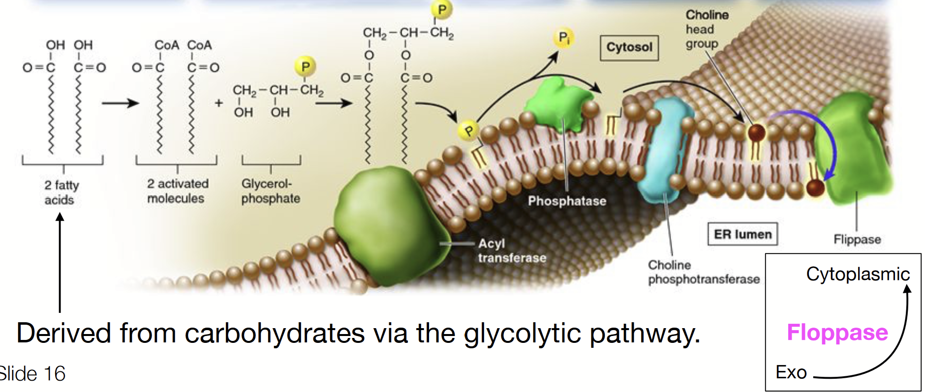 <p>Occurs at the interface of the <strong>cytosol</strong> and <strong>outer endoplasmic reticulum membrane</strong>, which has all the molecular machinery (enzymes) for synthesis and distribution.</p><p>A <strong>multistep</strong> process, requiring the activity of many specialized effectors.</p><ol><li><p>IN CYTOSOL: <strong>fatty acids </strong>(derived from carbohydrates via the glycolytic pathway)<strong> activated</strong> by <strong>attachment of a CoA molecule.</strong></p></li><li><p>Activated fatty acids <strong>bond to glycerol-phosphate</strong> and are <u>inserted into the cytosolic leaflet</u> of the ER membrane via <strong>acyl transferase</strong>.</p></li><li><p>The phosphate is removed by a <strong>phosphatase enzyme</strong>.</p></li><li><p>A <strong>choline</strong> already linked to phosphate is <strong>attached via choline phosphotransferase</strong>.</p></li><li><p>Flippases transfer some of the phospholipids to the other leaflet.</p></li></ol><p>Eventually a vesicle will come off from the ER containing phospholipids destined for the cytoplasmic cellular membrane on its exterior leaflet and phospholipids destined for the exoplasmic cellular membrane on its inner leaflet.</p>