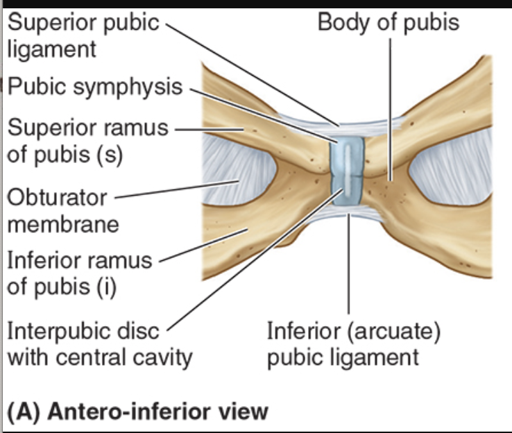 <ul><li><p>b/t inferior pubic rami</p></li><li><p>strengthens inferiorly</p></li></ul><p></p>
