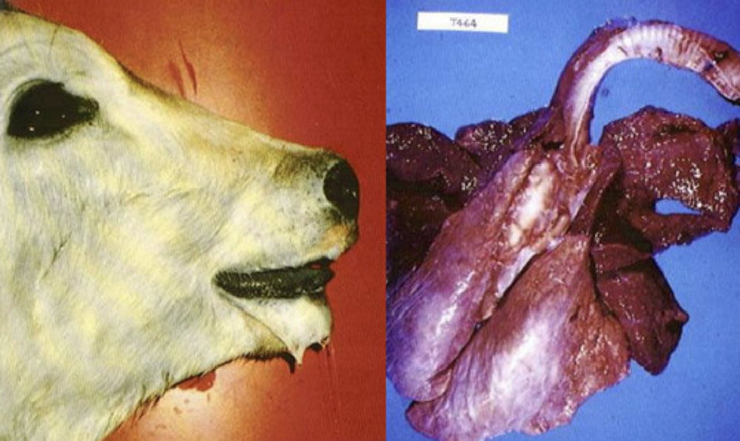 <p>-this disease is part of the Bovine Respiratory Disease Complex and is noted for the pustular characteristic of lesions<br>-excessive salivation and pneumonia are also associated with this respiratory virus<br>-pneumonia is typically cause of death<br><br>a) Malignant Catarrhal Fever<br>b) Infectious Bovine Rhinotracheitis (IBR)<br>c) Dermopathic Bovine Herpesvirus Infection (Pseduo-Lumpy Skin)<br>d) Pseudorabies (Mad Itch/Aujezsky's disease)</p>