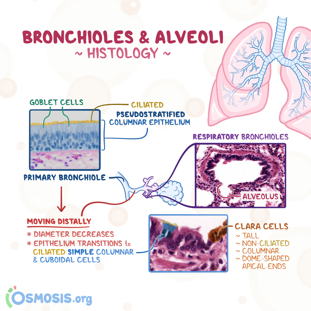 <p>What<strong> type of</strong> <strong>epithelium </strong>lines the <strong>trachea and bronchi?</strong></p>
