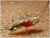 <p>Malaria affects the BLOOD AND LIVER. Spread by bites of infected mosquitoes (PROTIST spread by the VECTOR mosquito)</p>