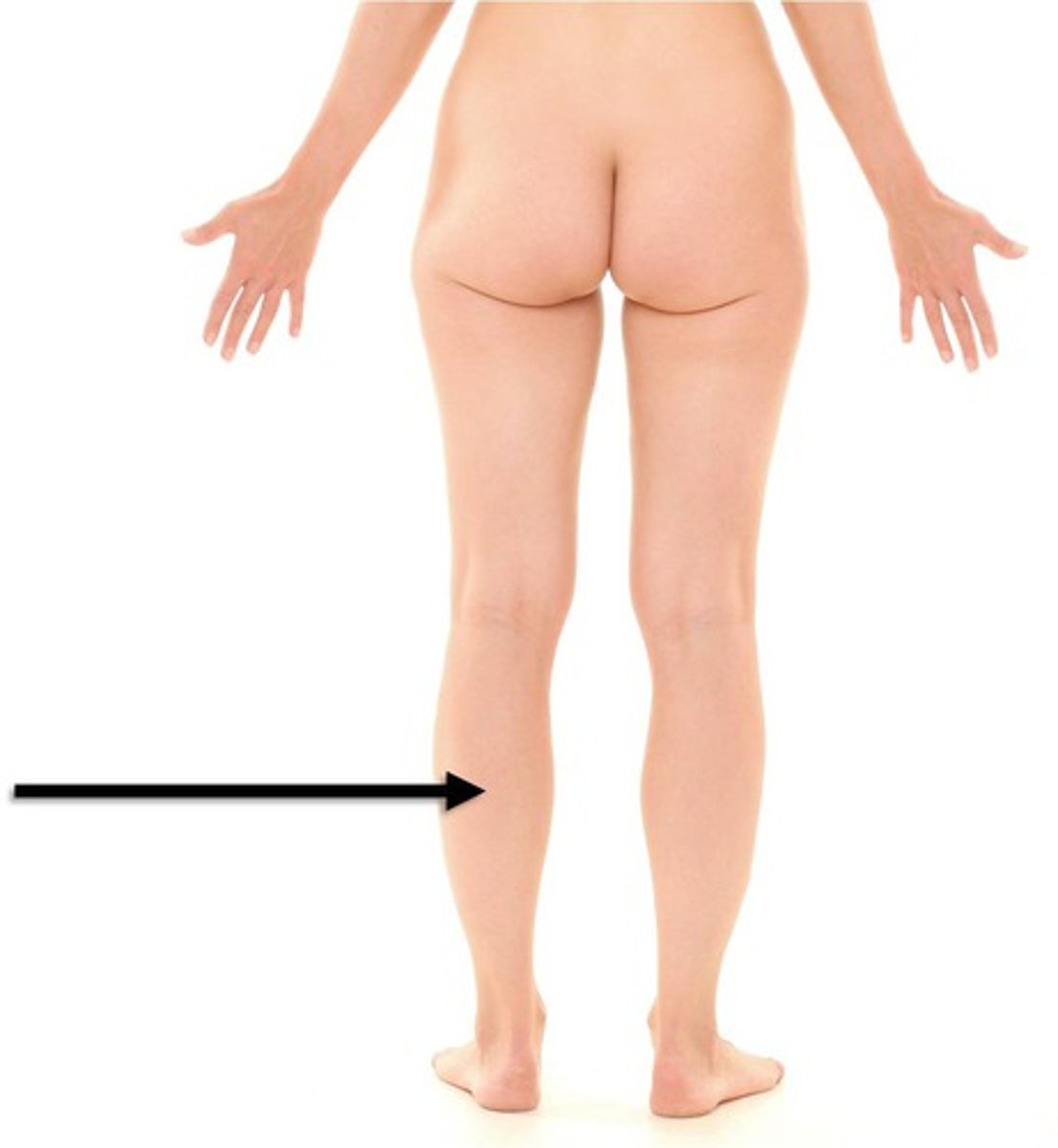 <p>calf</p>