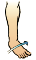 movement of the sole of the foot inward