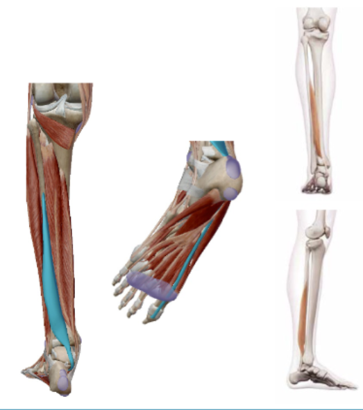 <p><span><span>M. Flexor Hallucis Longus</span></span></p>