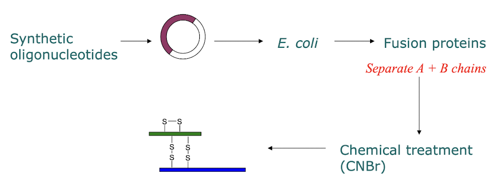 <p><strong><span>recombinant insulin</span></strong> using synthetic oligonucleotides, created by viewing the AA structure of the insulin, ligated the oligonucleotides to an <strong><span>extrachromosomal plasmid, </span></strong>i.e. <em><span>E. </span></em>coli, replicating independently, allowing for massive production of insulin</p><p>→ <span><strong><span>fusion proteins </span></strong></span>a protein of interest fused to another protein</p>