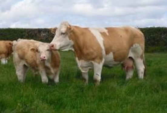 <p>What breed is this?</p>