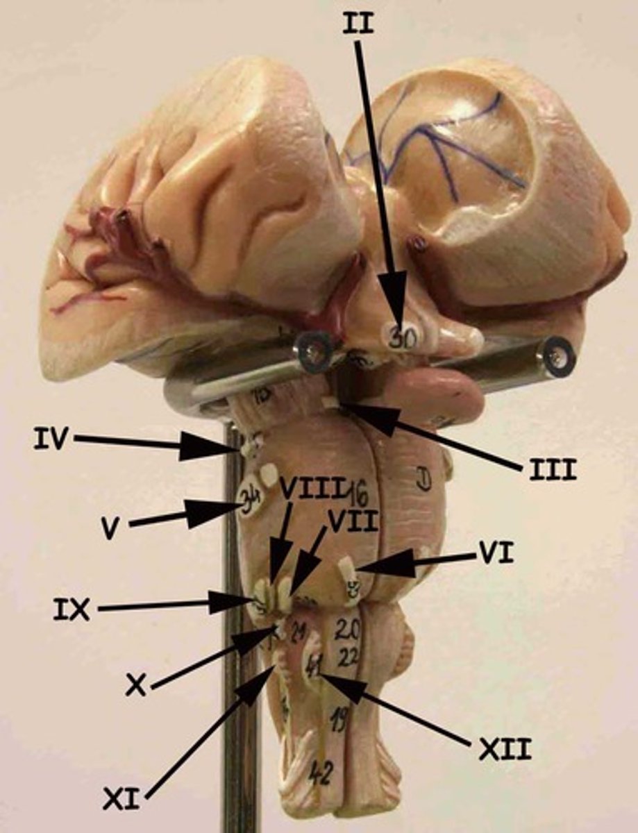 <p>VIII</p>
