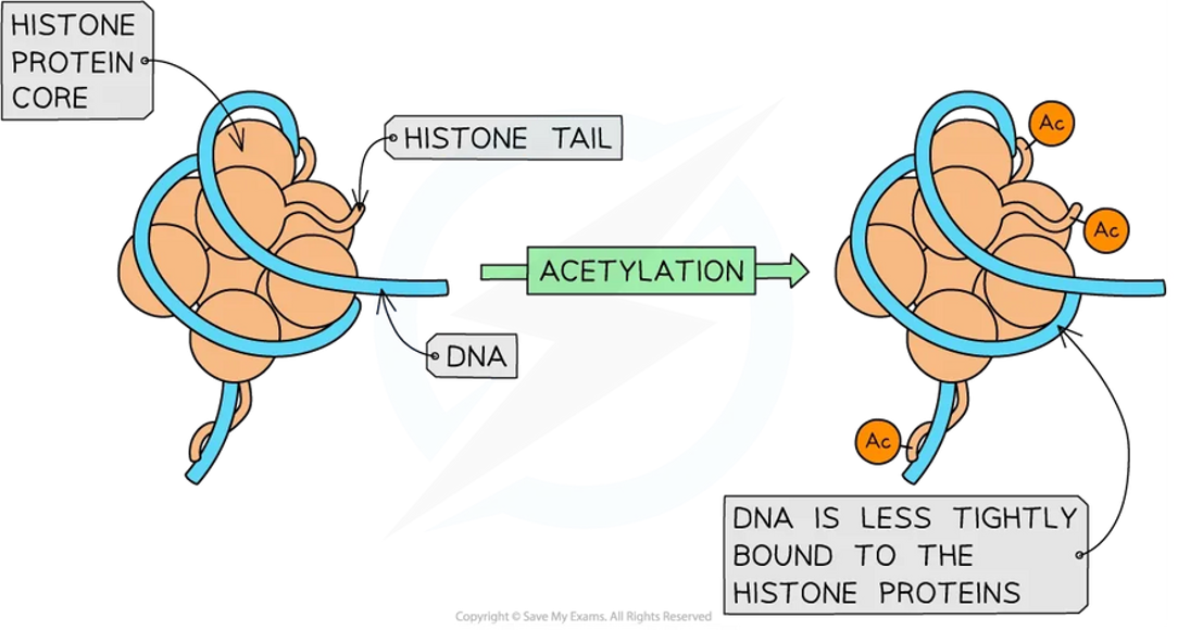 <p><span>•Involves the addition of an <strong><u>acetyl group</u></strong> (-CH<sub>3</sub>CO), to the <strong><u>histone proteins</u></strong> (histone modification).</span></p><p><span>•This causes the histones to <strong><u>loosen</u></strong> how tightly the DNA molecule is coiled around the histone.</span></p><p><span>•This will expose the gene (DNA) which will allow the RNA polymerase to access the gene, thus allowing for transcription to occur.</span></p><p><span>•The attachment of the acetyl group will therefore <strong><u>enhance</u></strong> gene expression, i.e., the gene is <strong><u>switched on</u></strong>.</span></p>
