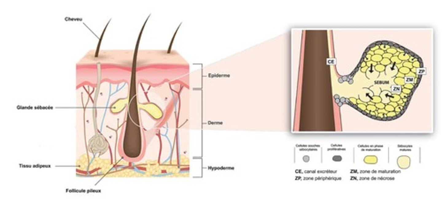 <p>structure: </p><p>- branched acinar </p><p>- the acinar are filled with vacuoles which contain a lipid. these vacuoles empty into a duct which drains into the hair follicle. </p><p>secretion: </p><p>- as the acinar is filled with lipid content (sebum), it distends and then dies, releasing the contents - this is called holocrine secretion. </p>