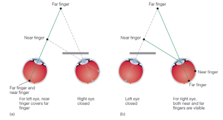 <p>Stereoscopic Depth Perception</p>