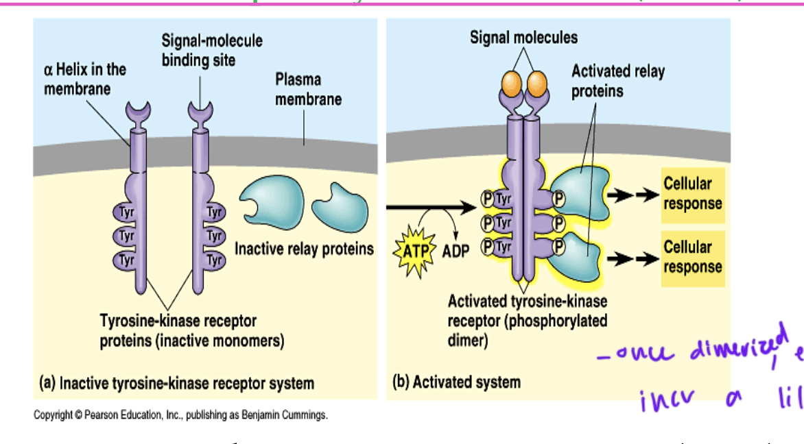 <ul><li><p>ligand binds to each of the two polypeptide receptors</p></li><li><p>the two receptors dimerize and cross phosphorylate each other at their tyrosine residues from ATP</p></li><li><p>the phosphates on the catalytic domains can serve as docking sites for downstream proteins</p><ul><li><p>the receptors are formed or an extracellular ligand-binding domain and an intracellular catalytic domain</p></li></ul></li></ul><p></p>