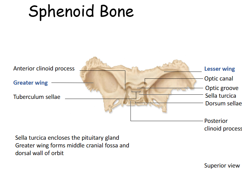 <p>Forms part of base of skull, posterior part of eye orbit, part of anterior and middle cranial fossae. </p>