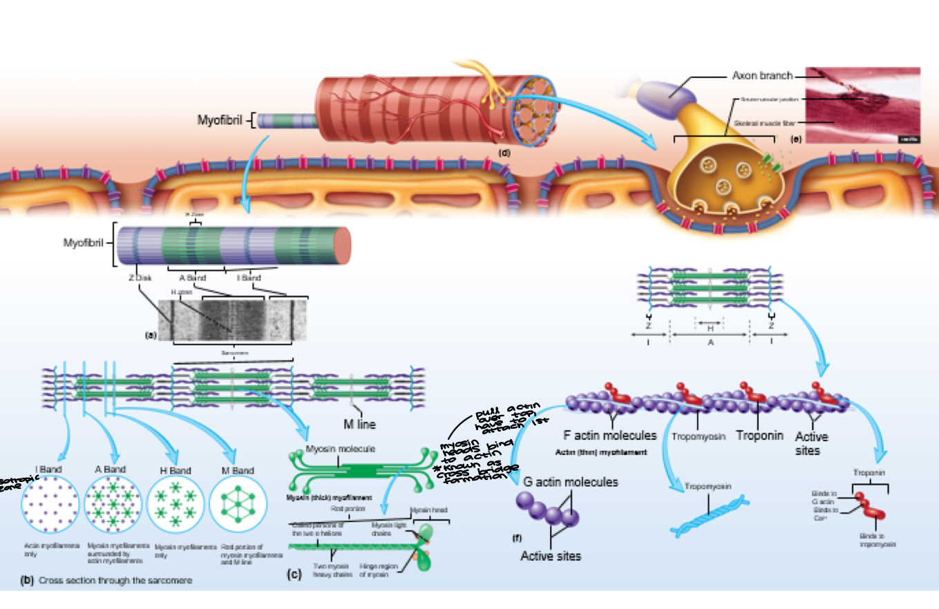 <ul><li><p>Molecular interaction facilitates conformational change!! <strong><em><u>Myosin = Myosin ATPase</u></em></strong></p></li><li><p>When actin & myosin contract, they do not shorten</p></li></ul><p></p>