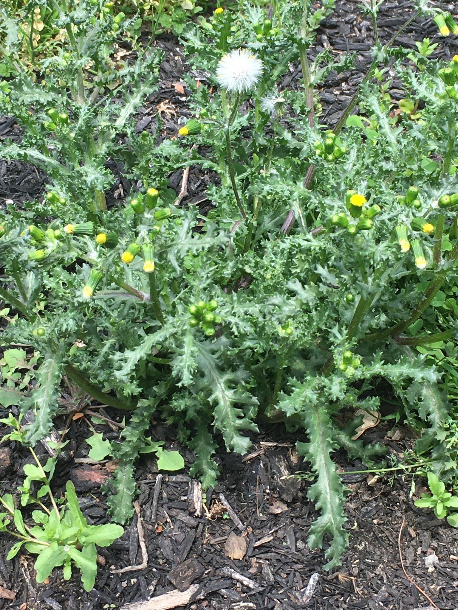 <p>Common groundsel (Invasive)</p>
