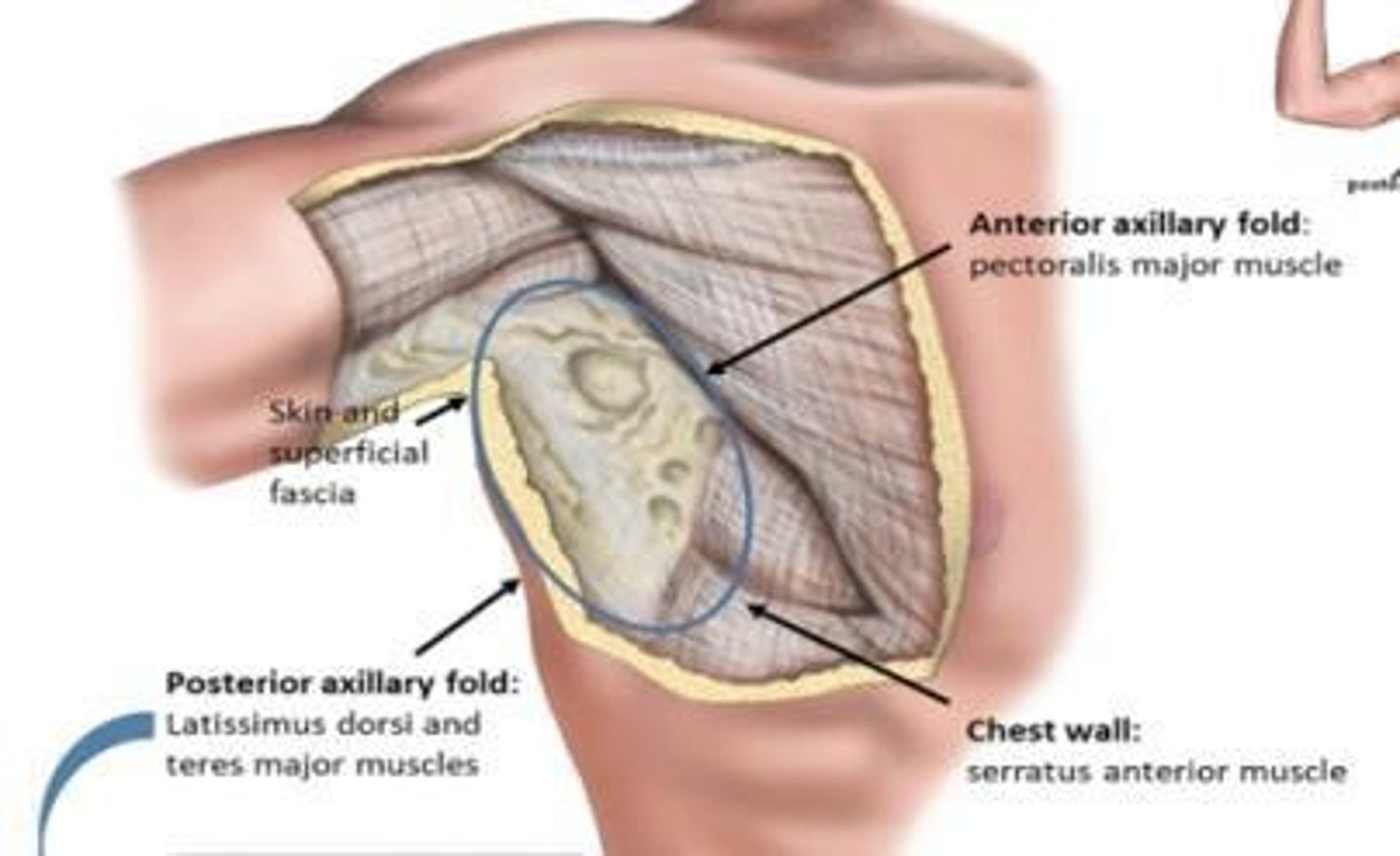 <p>Bordered by skin, forming the 'armpit' we know.</p>