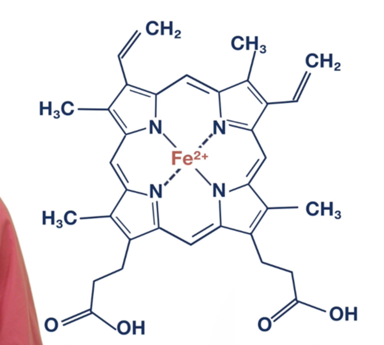 <p>Iron (Fe 2+) and protoporphyrin</p>
